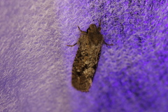 Acrolophus arcanella