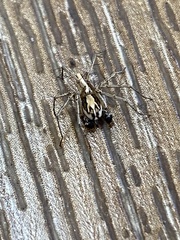 Oxyopes tridens