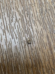 Oxyopes tridens