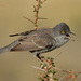 Barred Warbler - Photo (c) sooloovey, some rights reserved (CC BY-NC), uploaded by sooloovey
