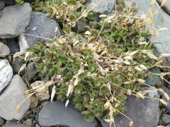 Cerastium nigrescens arcticum