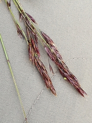 Festuca violacea