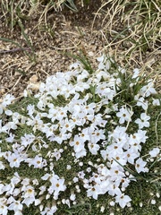 Phlox condensata