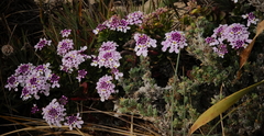 Iberis procumbens procumbens