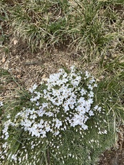 Phlox condensata