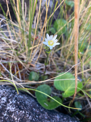 Gentiana douglasiana