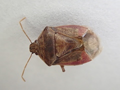 Podisus placidus