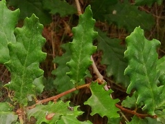 Quercus estremadurensis