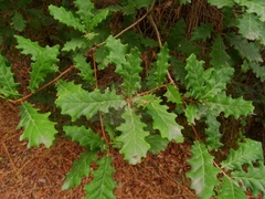 Quercus estremadurensis