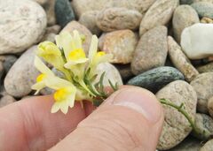Linaria buriatica