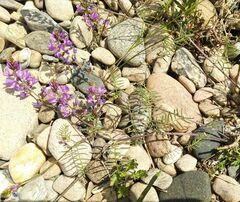 Astragalus versicolor