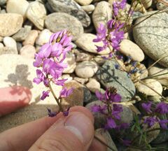 Astragalus versicolor