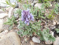 Dracocephalum pinnatum