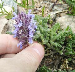 Dracocephalum pinnatum