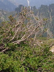 Viburnum grandiflorum