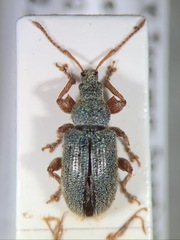 Phyllobius etruscus