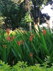 Heliconia psittacorum
