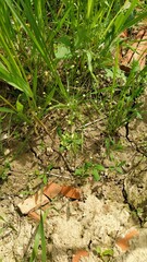 Androsace filiformis