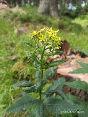 Senecio hercynicus