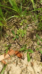 Androsace filiformis