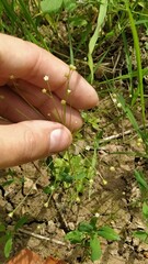 Androsace filiformis