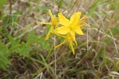 Hypericum perforatum