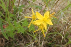 Hypericum perforatum