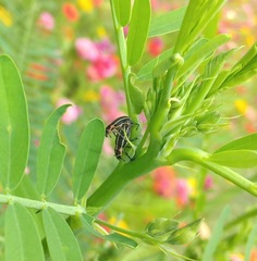 Eudiagogus maryae