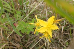 Hypericum perforatum