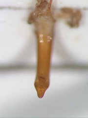Phyllobius etruscus