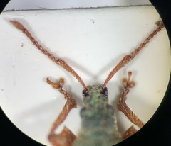 Phyllobius etruscus