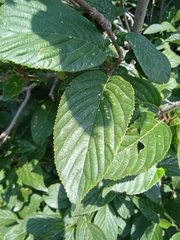 Viburnum grandiflorum