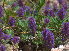 Dracocephalum pinnatum