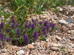 Dracocephalum pinnatum