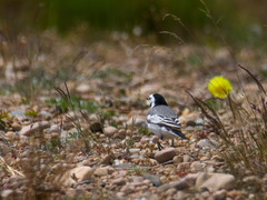 Motacilla alba baicalensis