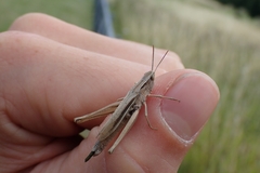 Chorthippus albomarginatus