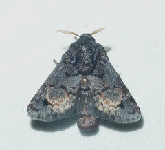 Euphobetron cupreitincta