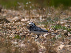 Motacilla alba baicalensis