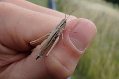 Chorthippus albomarginatus