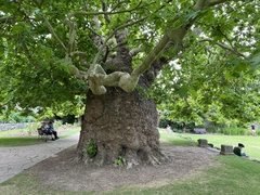 Platanus