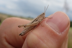 Chorthippus albomarginatus