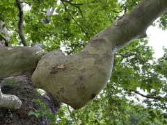 Platanus