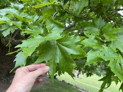 Platanus