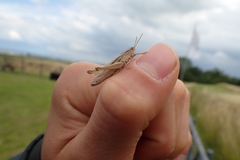 Chorthippus albomarginatus