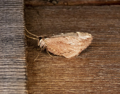 Stamnoctenis pearsalli