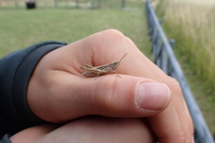 Chorthippus albomarginatus