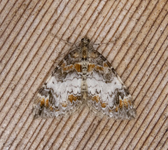 Dysstroma pseudimmanata