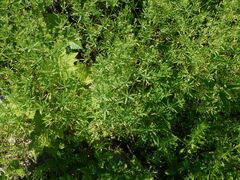 Galium intermedium