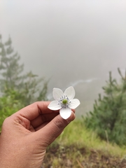 Eriocapitella rivularis