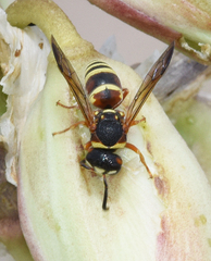 Euodynerus annulatus